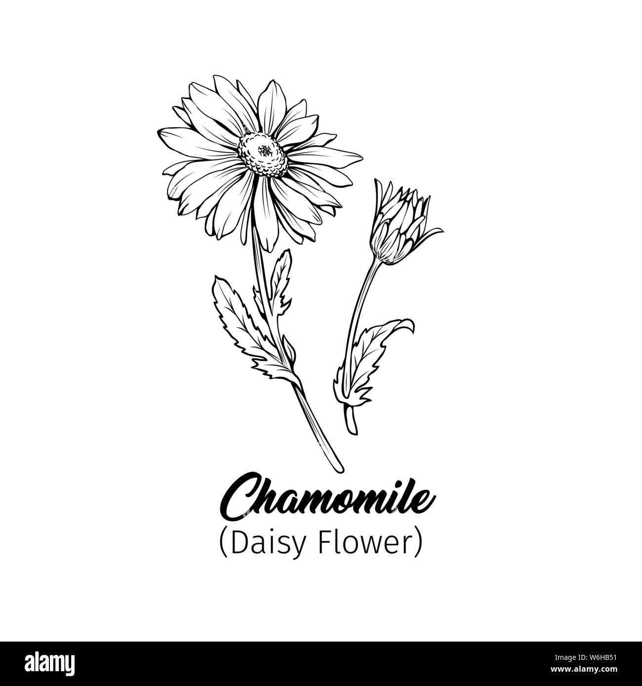 Daisy flower blossom freehand vector illustration. German chamomile, Matricaria chamomilla petals monochrome outline with title. Honey plant, wild flo Stock Vector