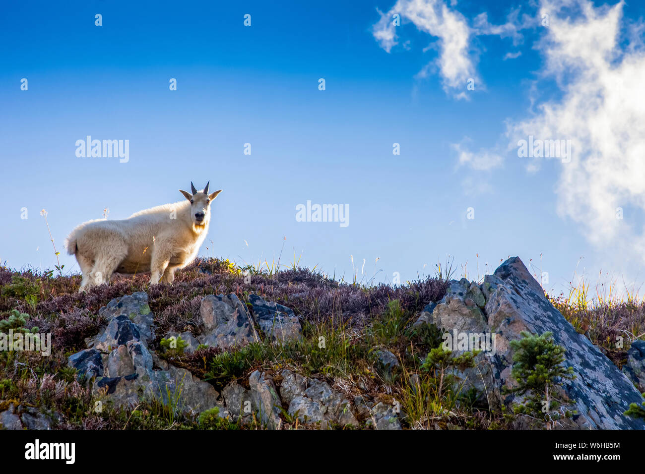 Mountain goat (Oreamnos americanus) on ridge backlit by sun, High Divide Trail, Olympic National Park; Washington, United States of America Stock Photo