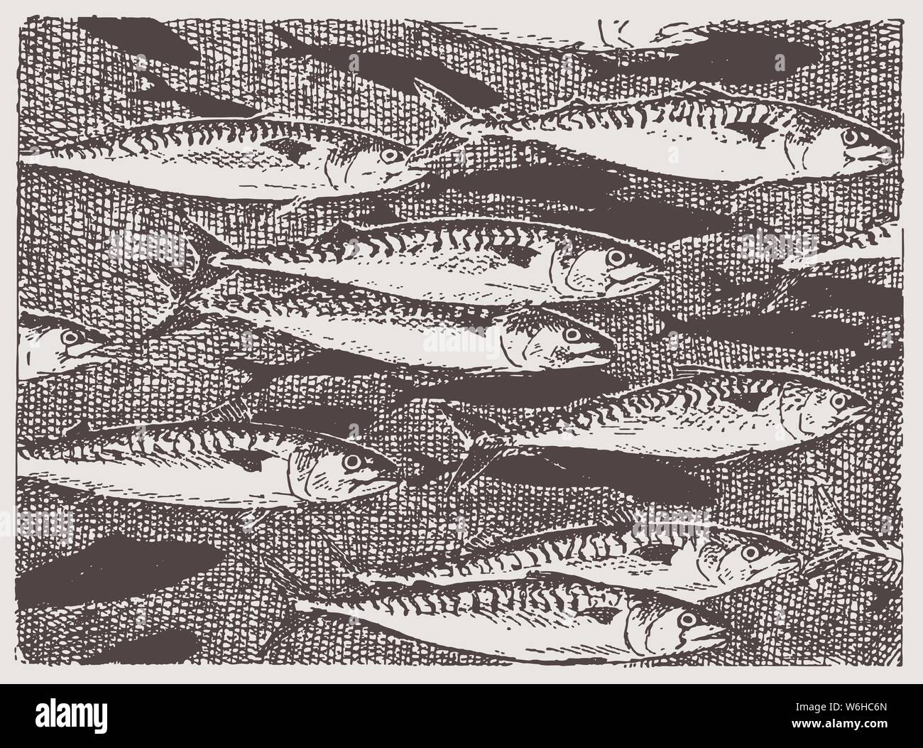 Detail of an atlantic mackerel (scomber scombrus) school in side view. Illustration after a historic engraving from the early 20th century Stock Vector