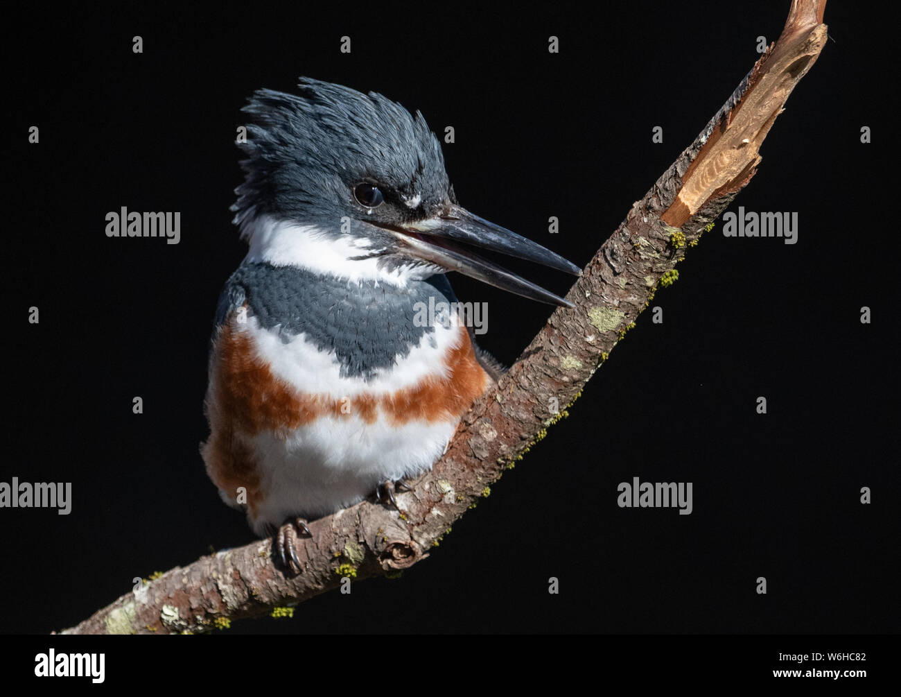 Belted Kingfisher in Pennsylvania Stock Photo