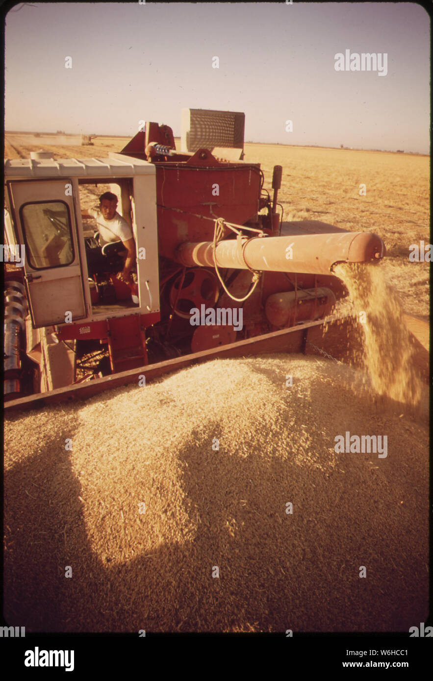 HARVESTING BARLEY GROWN IN THE IMPERIAL VALLEY Stock Photo Alamy