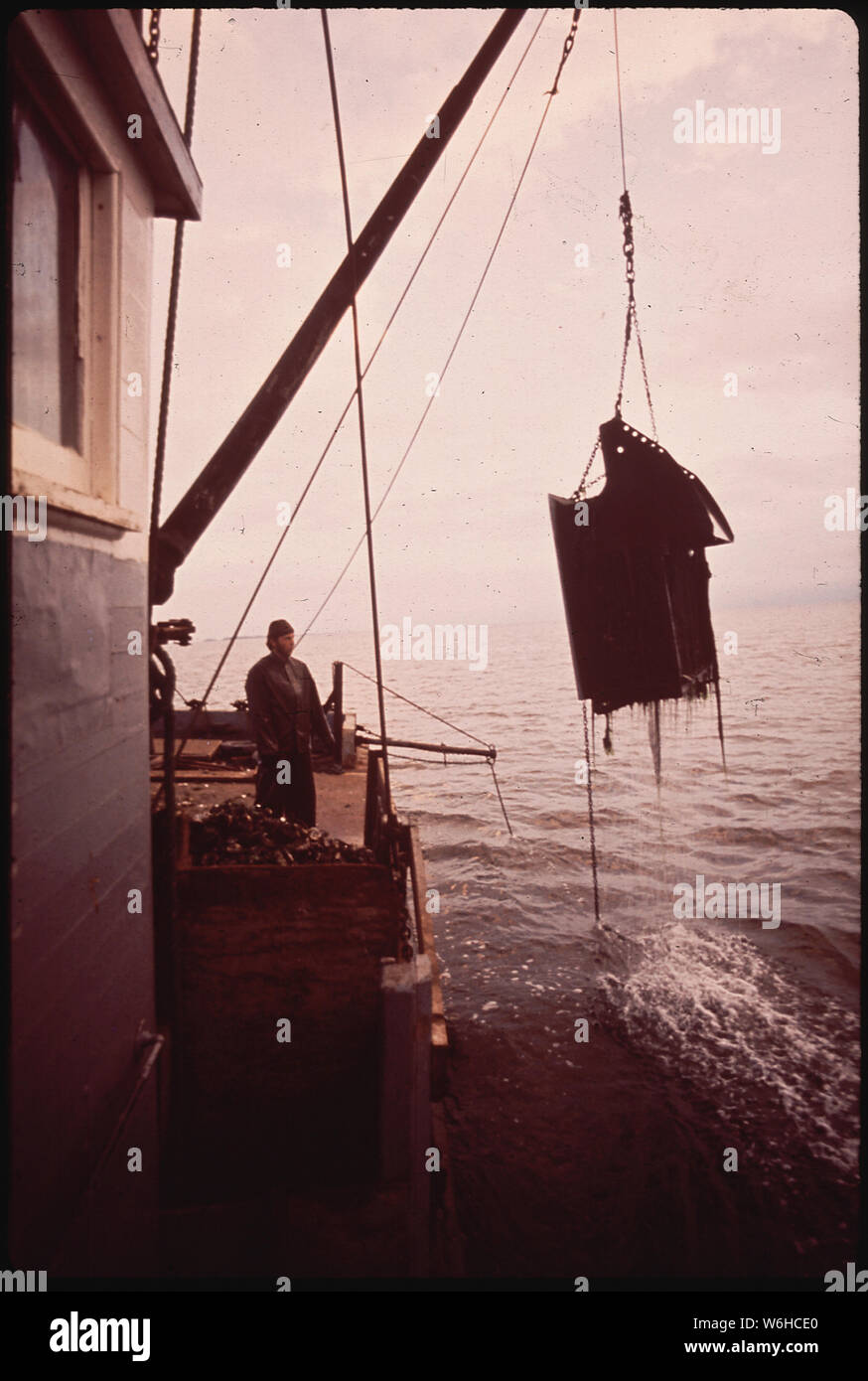 HARVESTING OYSTERS BY DREDGING Stock Photo Alamy