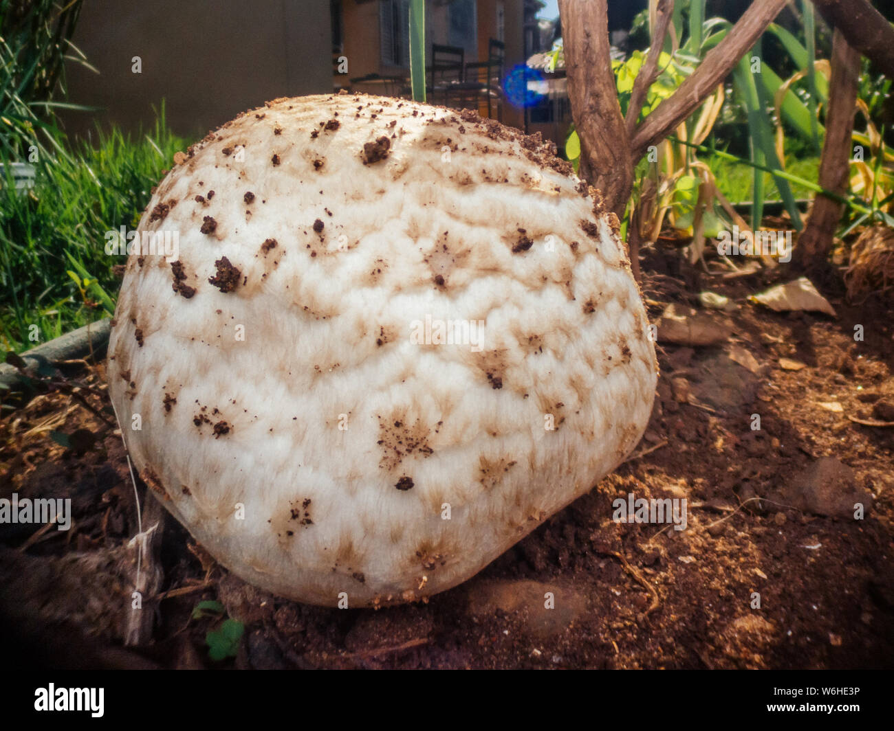 Giant mushroom growing on a yard Stock Photo