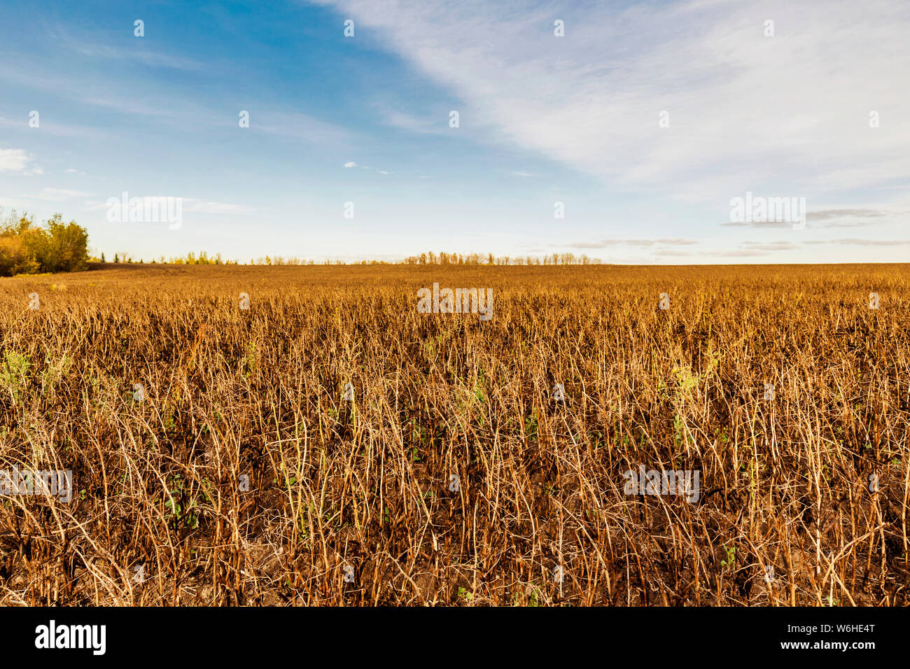 A field of ripened Fava Beans ready to be harvested Namao, Alberta