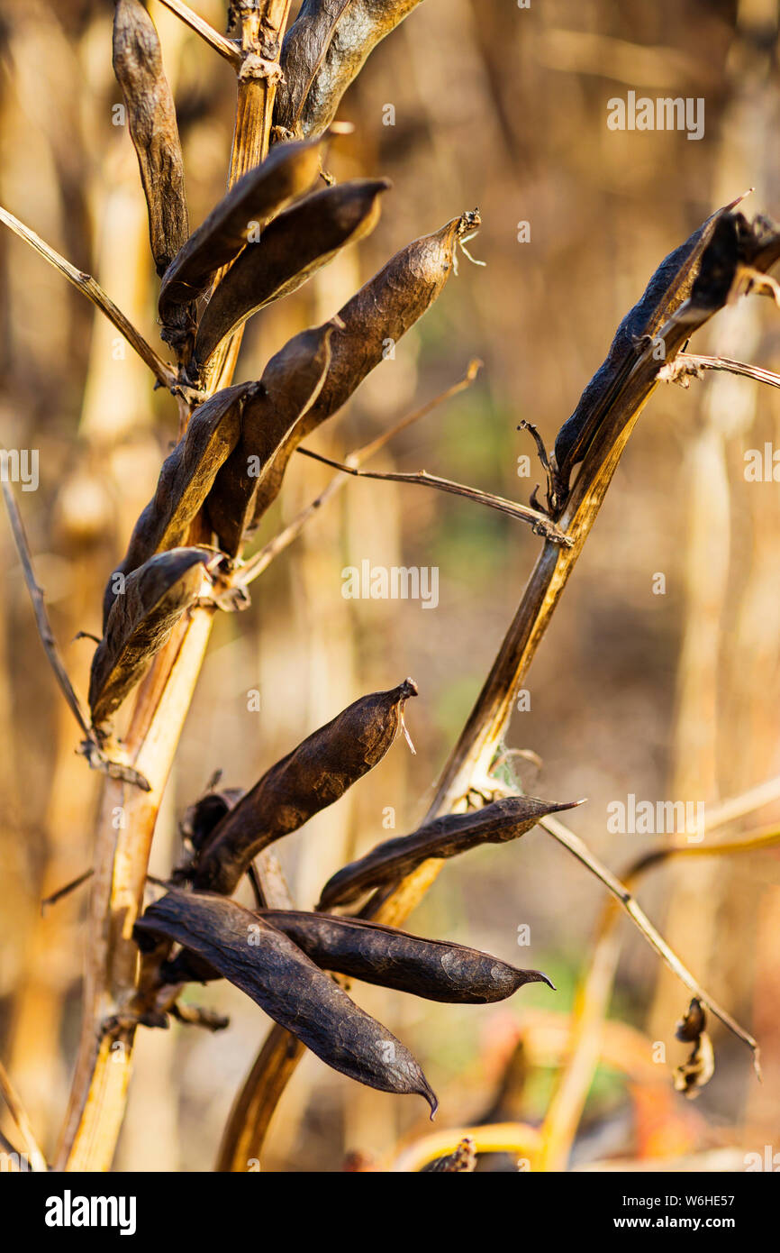 Ripened Fava Bean Pods on their stalks prior to harvest; Namao, Alberta, Canada Stock Photo