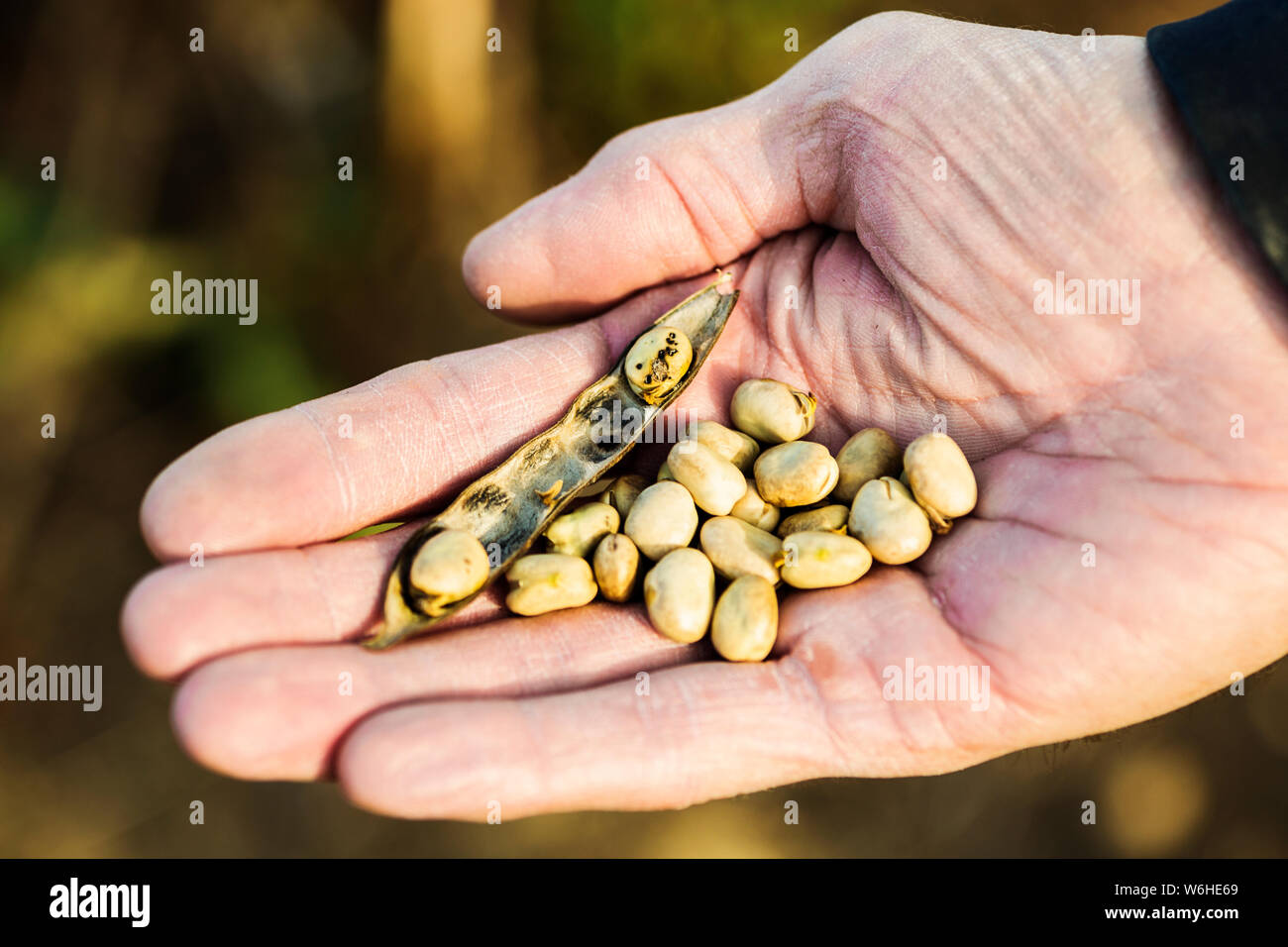 A farmer holding a ripened Fava Bean pod and Fava Beans in his hand before the harvest; Namao, Alberta, Canada Stock Photo