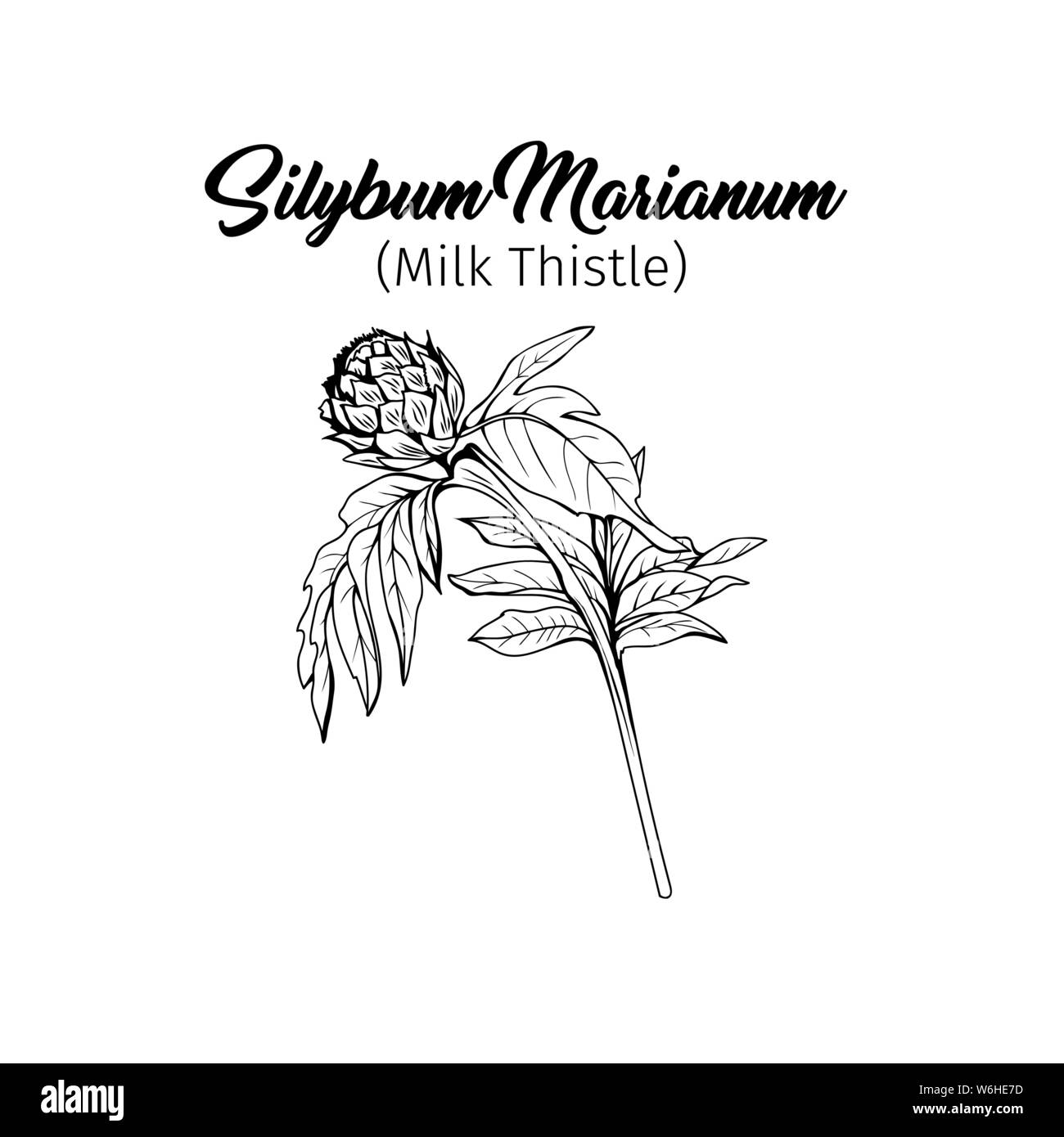 Silybum Marianum Black And White Vector Illustration Homeopathic