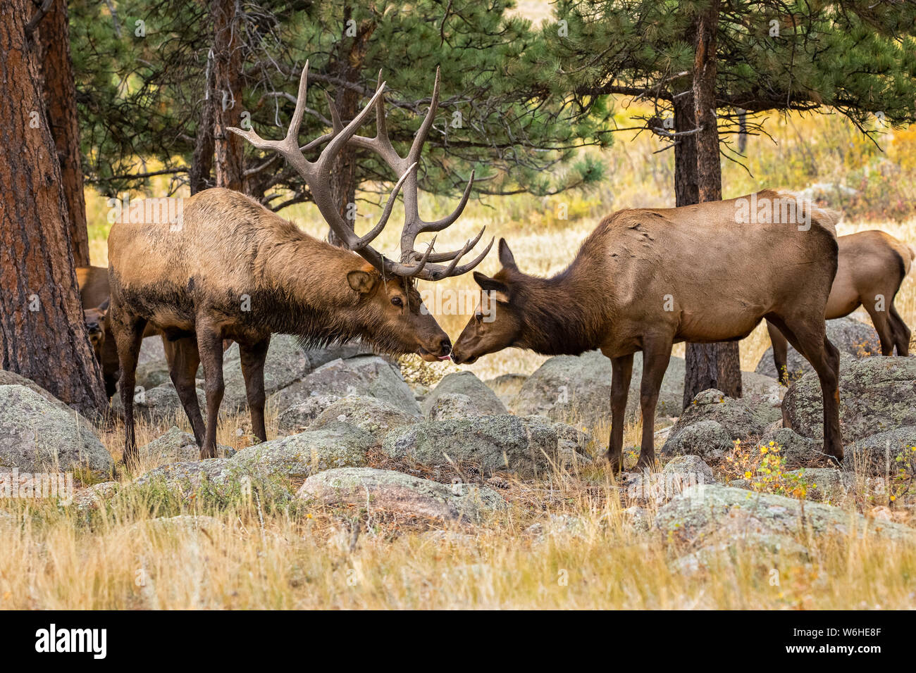 Bull elk (Cervus canadensis) with cow and calf; Denver, Colorado, United States of America Stock Photo