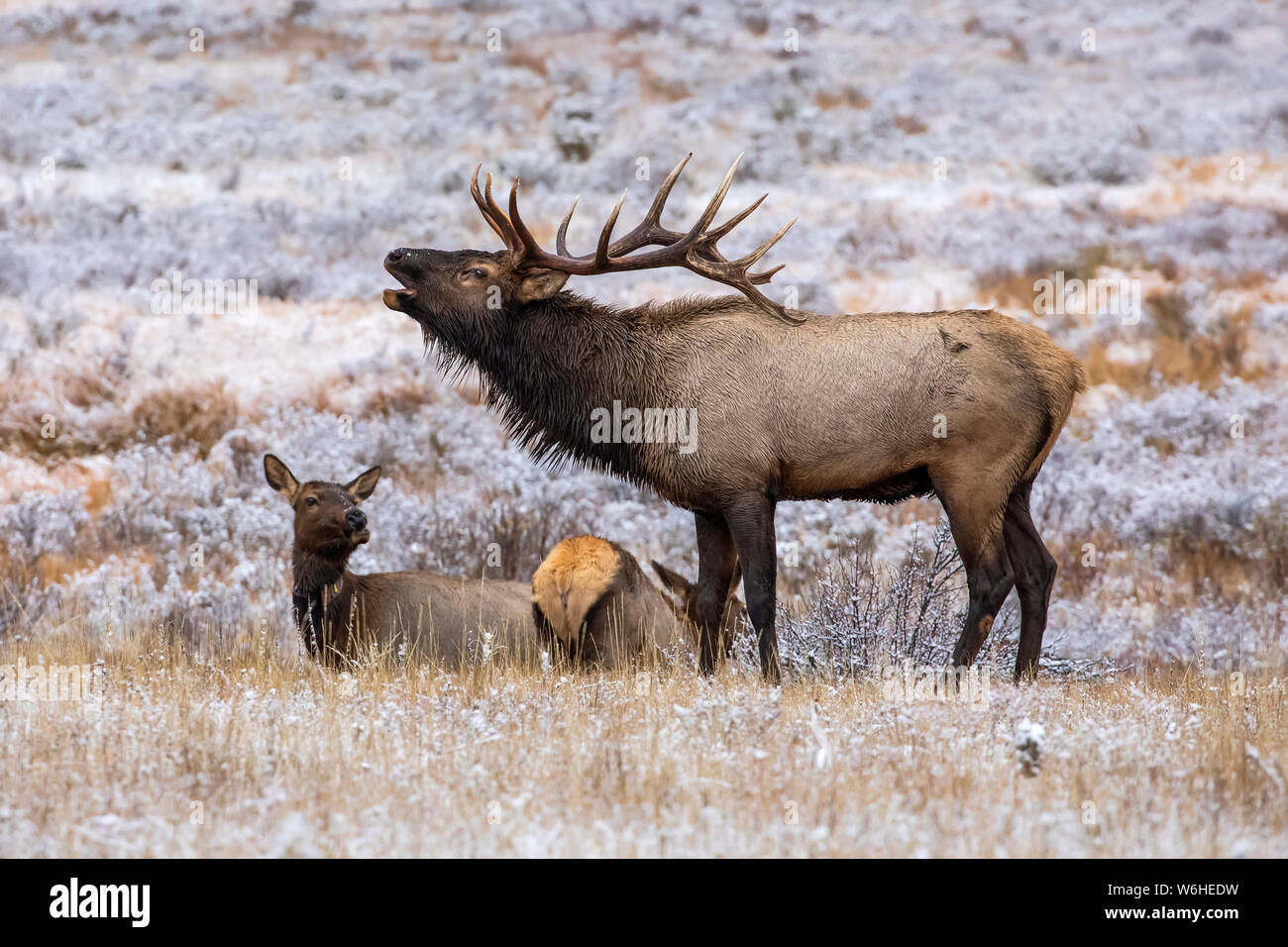 Bull elk (Cervus canadensis) bugling with cow elk in the background; Denver, Colorado, United States of America Stock Photo