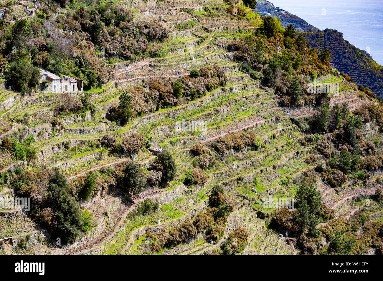 Cinque Terre Terraces In Liguria Italy Stock Photo Alamy