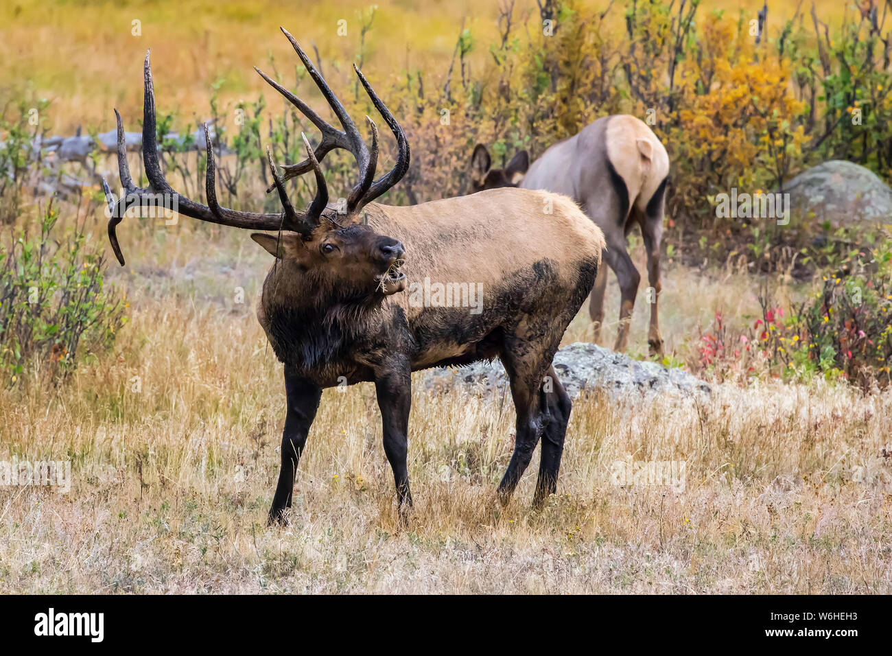 Bull elk (Cervus canadensis) bugling with cow elk in the background; Denver, Colorado, United States of America Stock Photo