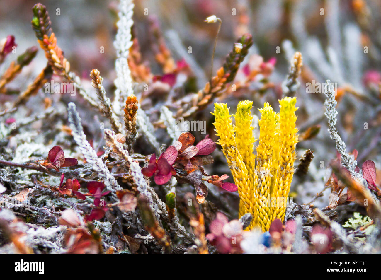 Club Moss and Bell Heather form a winter garden in Holmbugt, Greenland. Stock Photo