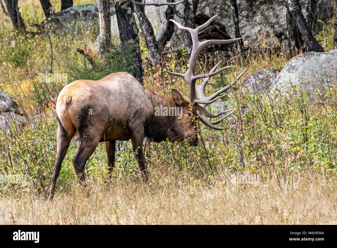 Bull elk (Cervus canadensis); Denver, Colorado, United States of ...