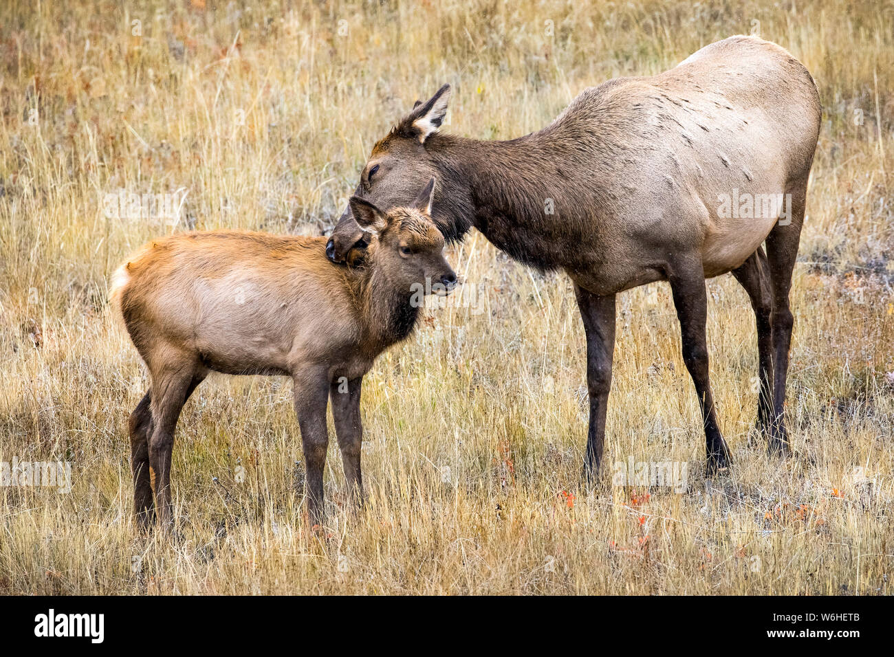 Elk (Cervus canadensis) cow showing affection to her calf; Denver, Colorado, United States of America Stock Photo