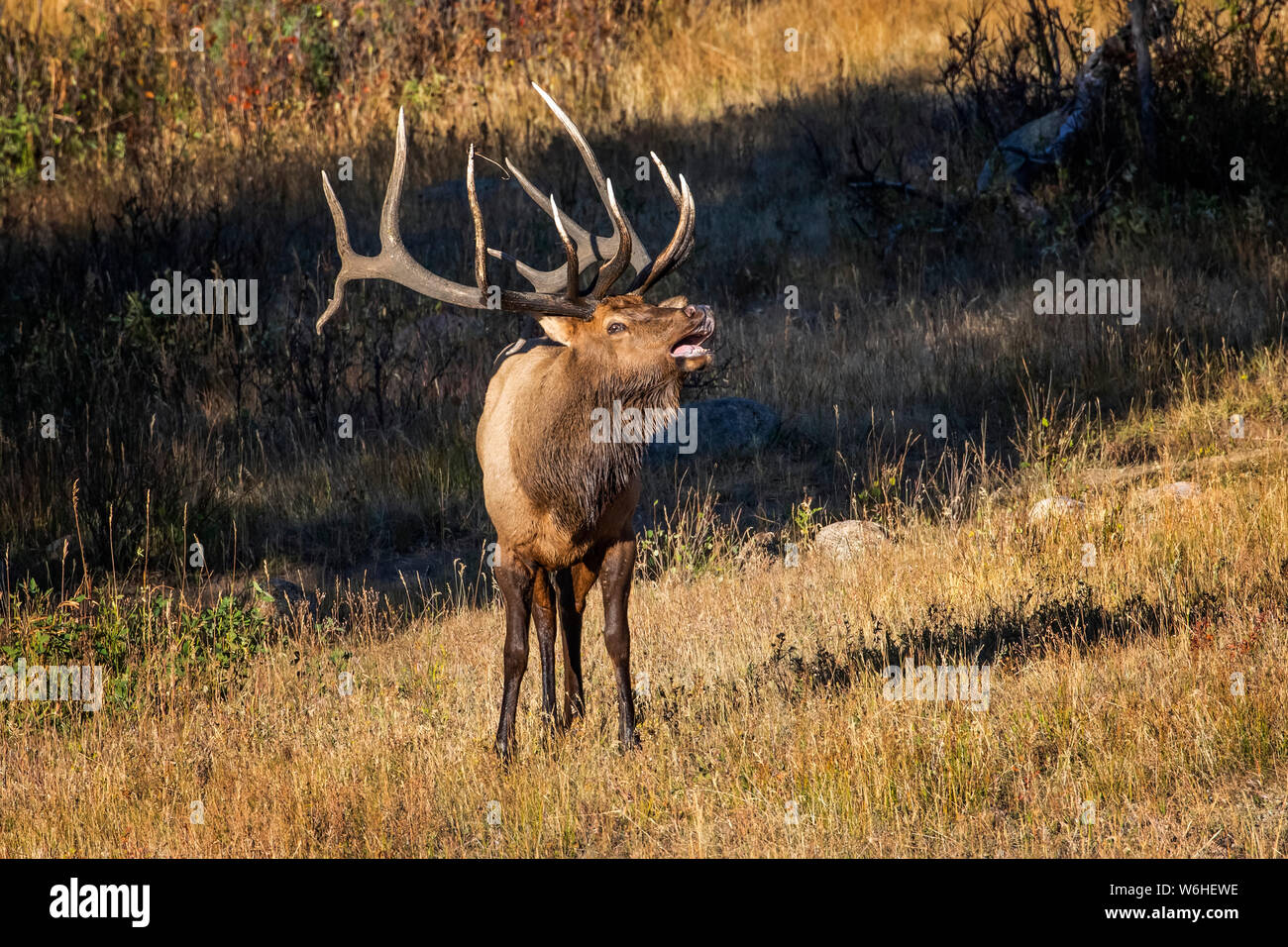 Bull elk (Cervus canadensis) bugling; Denver, Colorado, United States of America Stock Photo