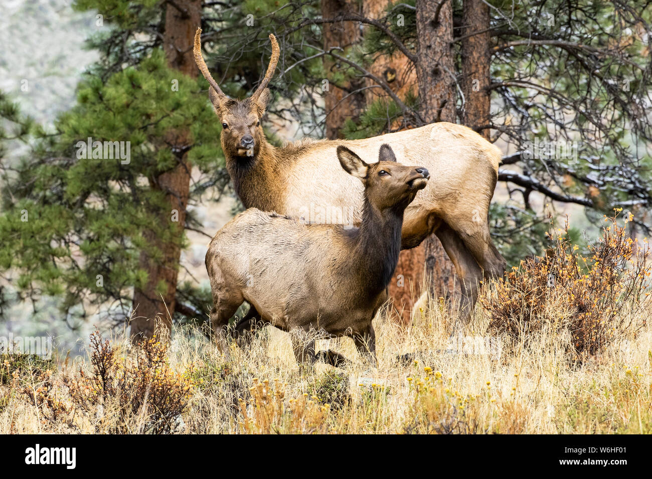 Elk (Cervus canadensis) cow with her calf; Denver, Colorado, United States of America Stock Photo