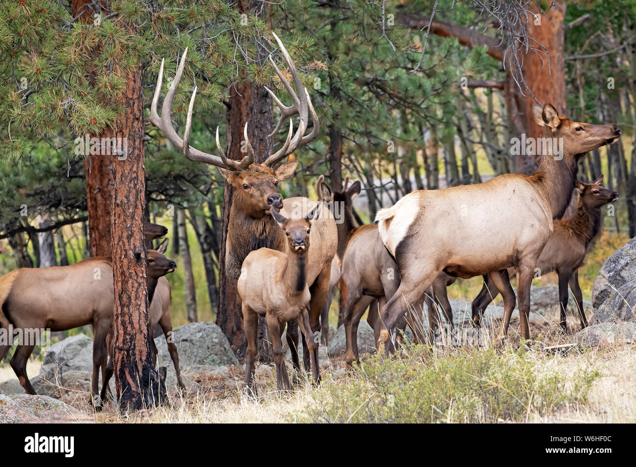 Bull Elk & Cow Professional Photograph With Matte Signed P Unframed