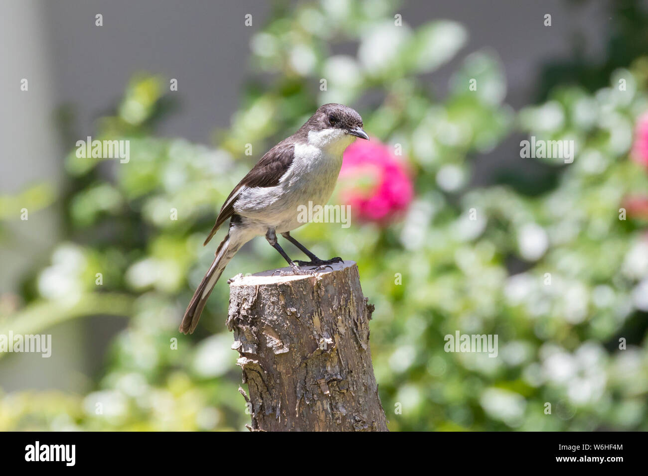 Fiscal Flycatcher (Sigelus silens) perched on a small tree stump in a garden in summer, Western Cape, South Africa Stock Photo