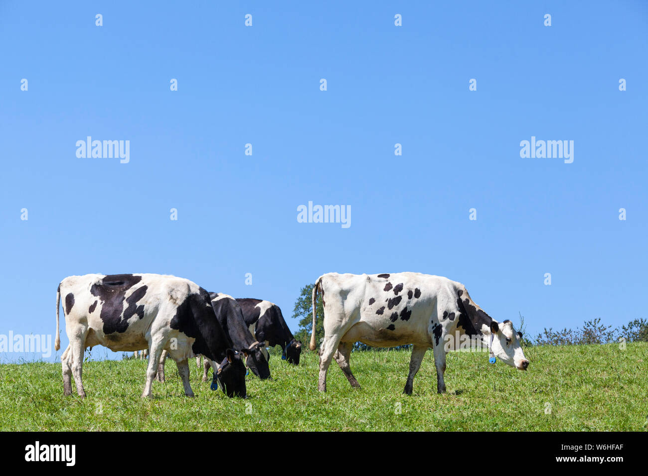 Herd of black and white Holstein dairy cows, cattle, grazing in a lush ...