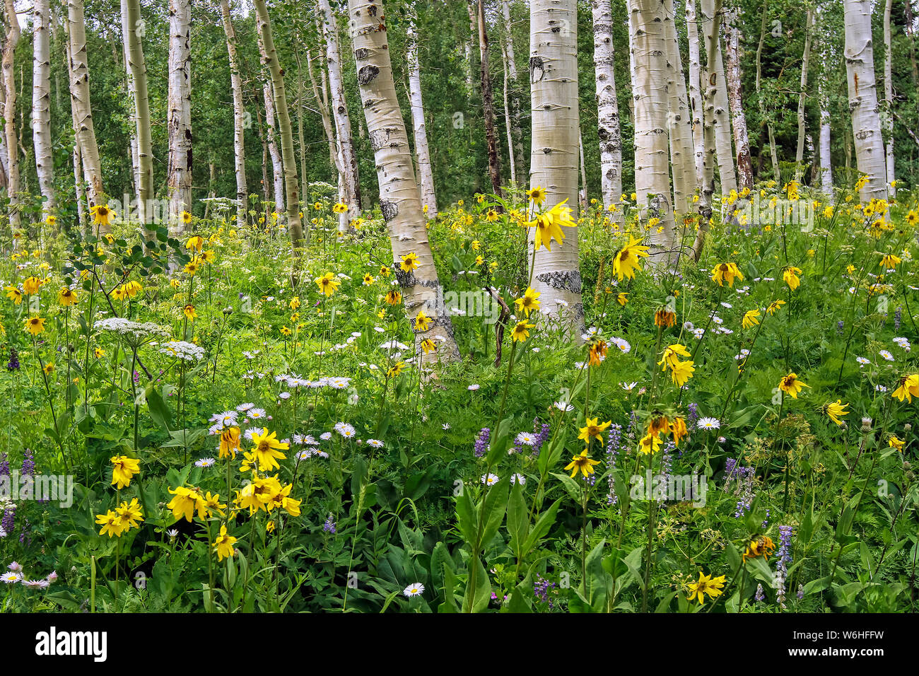 Wildflowers in a meadow among birch trees; Denver, Colorado, United States of America Stock Photo