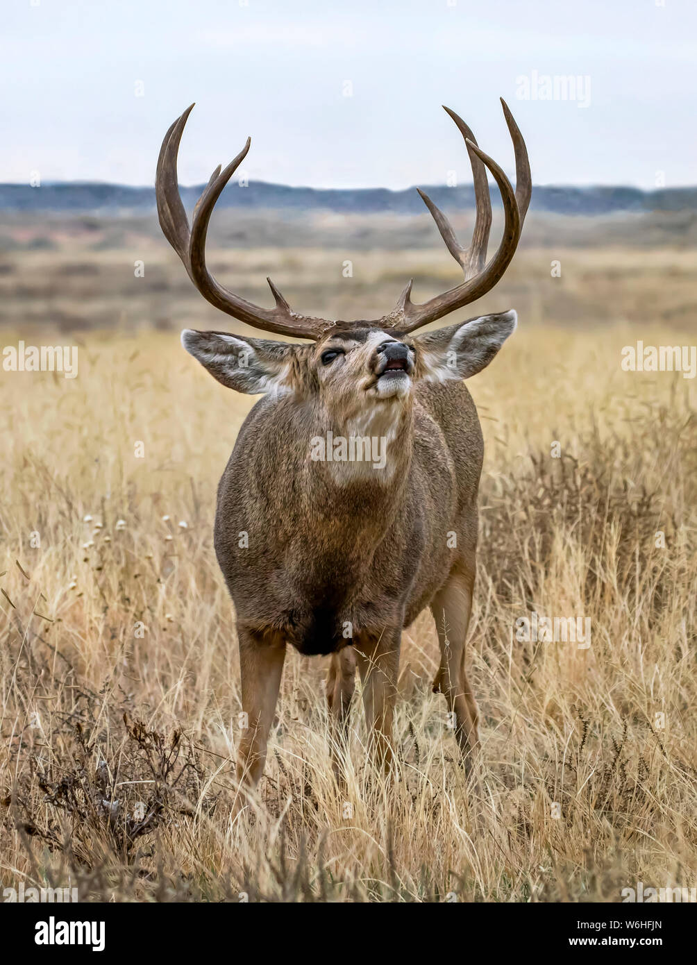 Bull elk (Cervus canadensis) bugling in a field; Denver, Colorado, United States of America Stock Photo