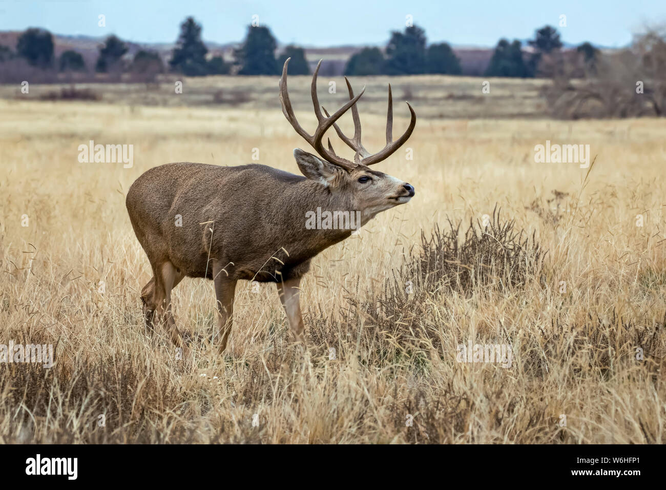 Mule deer (Odocoileus hemionus) buck standing in a grass field; Denver, Colorado, United States of America Stock Photo