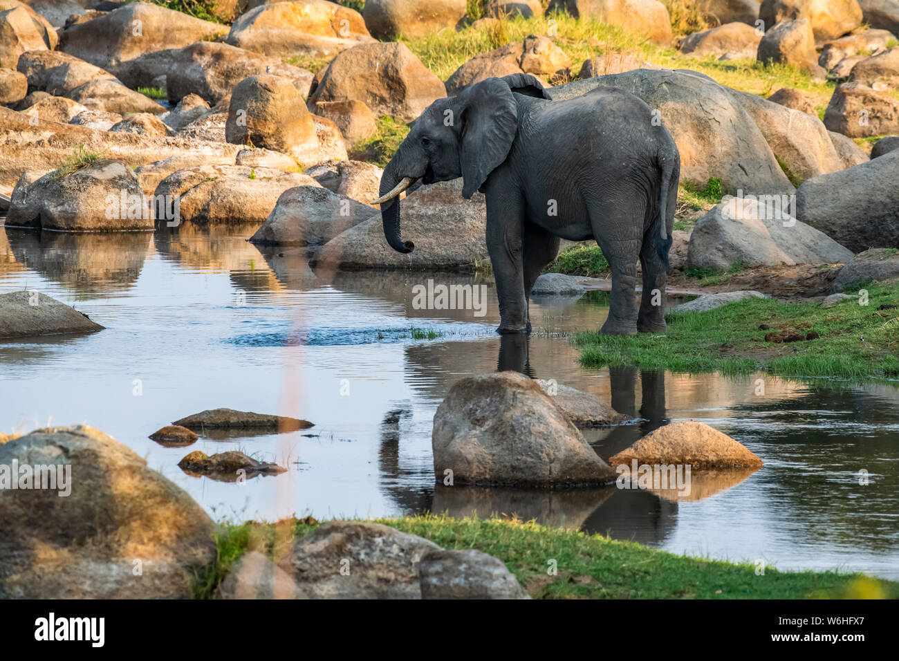 African Elephant (Loxodonta africana) with partial reflection drinks from a quiet pool in the Ruaha River in Ruaha National Park; Tanzania Stock Photo