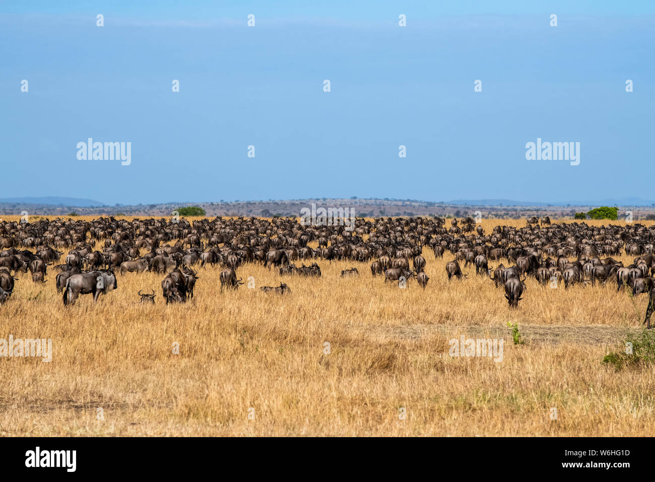 Dense herd of Wildebeest (Connochaetes taurinus) in the dry grasslands of the Serengeti Plains, Serengeti National Park; Tanzania Stock Photo
