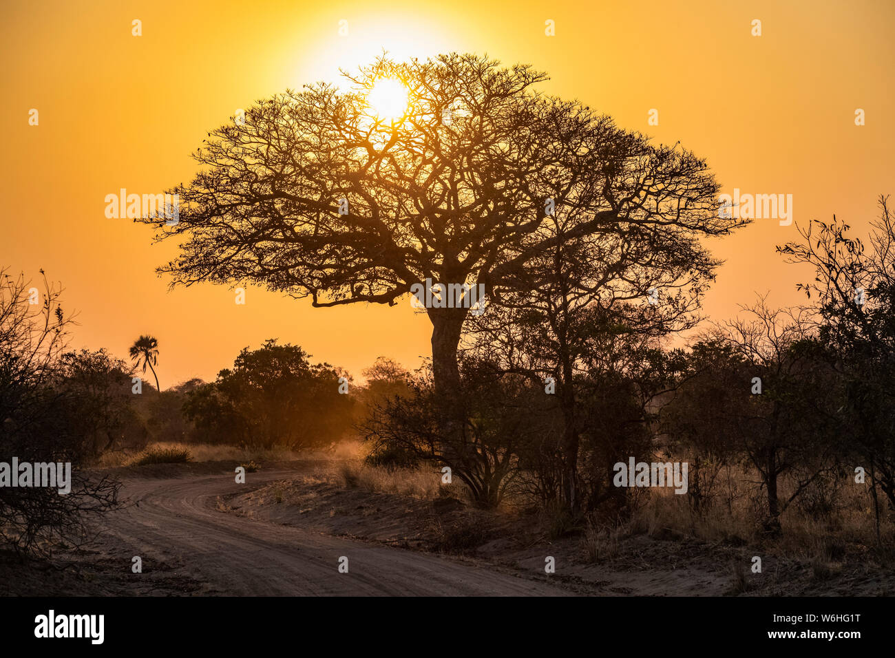 Early morning sun shining through the branches of a leafless tree, Katavi National Park; Tanzania Stock Photo