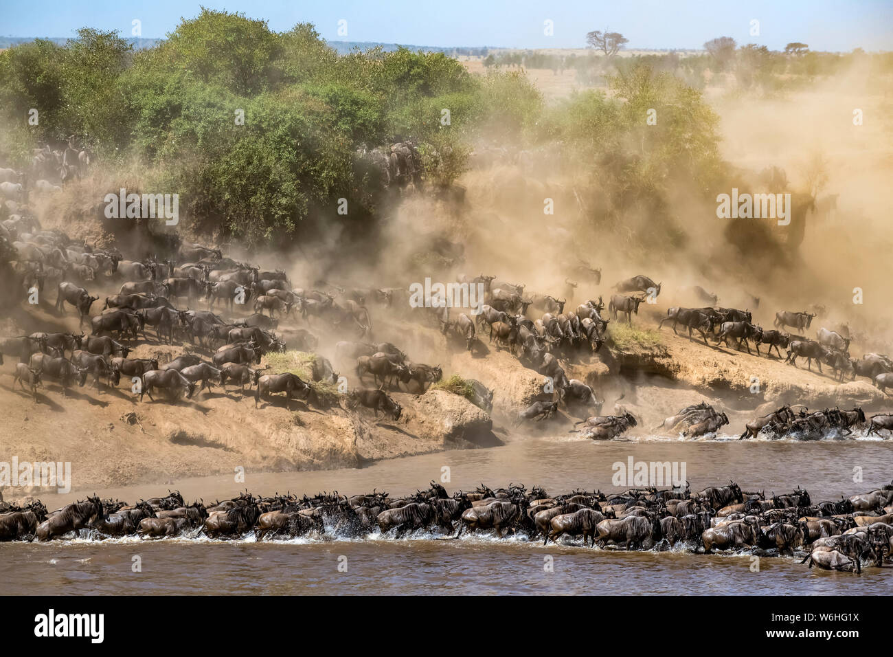 Large herd of Wildebeest (Connochaetes taurinus) kick up dust as they plunge down a steep bank to cross the Mara River, Serengeti National Park Stock Photo