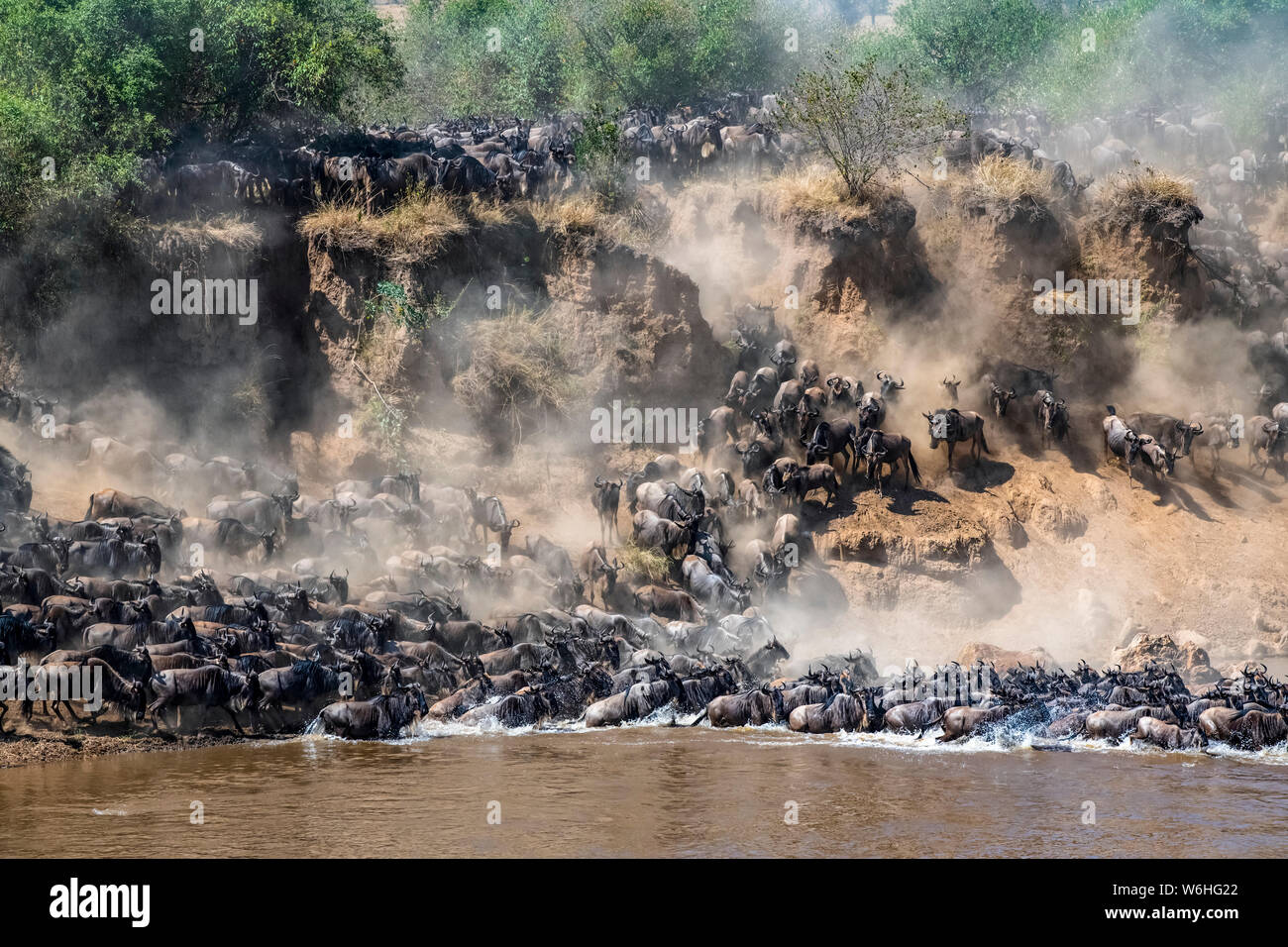 Large herd of Wildebeest (Connochaetes taurinus) kick up dust as they descend a steep bank to cross the Mara River, Serengeti National Park; Tanzania Stock Photo