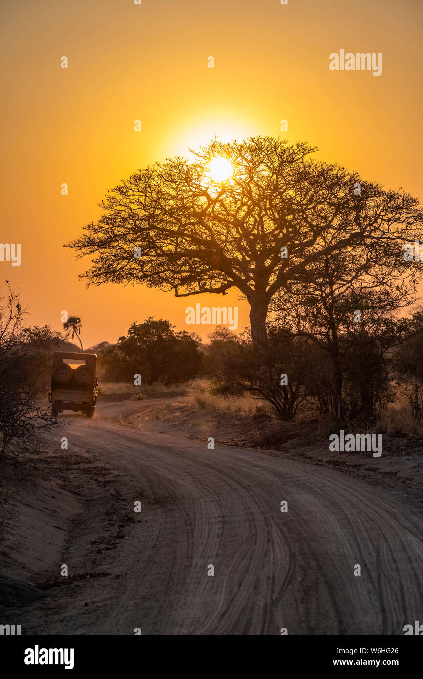 Safari vehicle drives toward the rising sun shining through the branches of a leafless tree in Katavi National Park; Tanzania Stock Photo