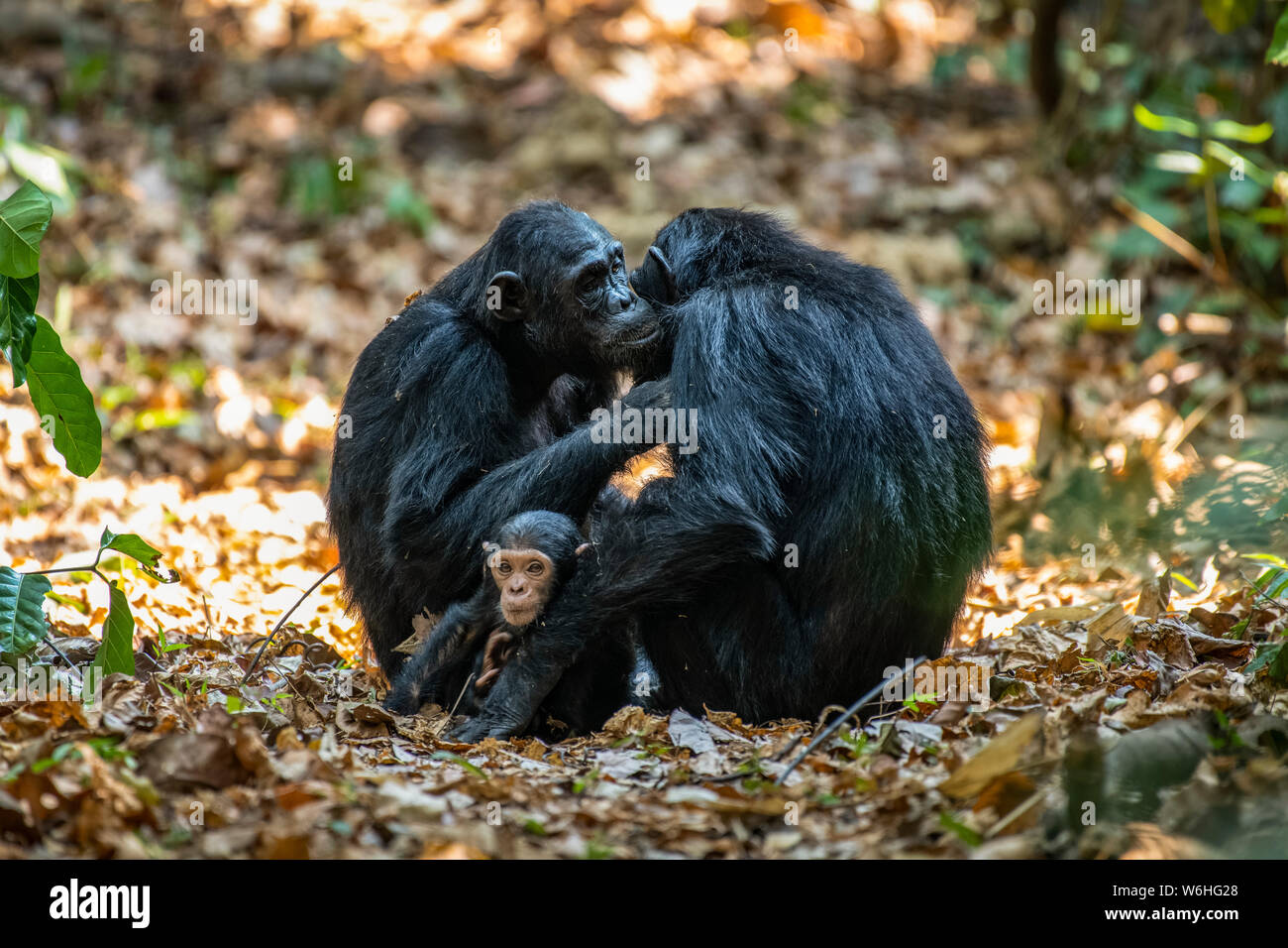 Female Chimpanzees (Pan troglodytes) grooming each other while one of their babies sits between them in Mahale Mountains National Park on the shore... Stock Photo