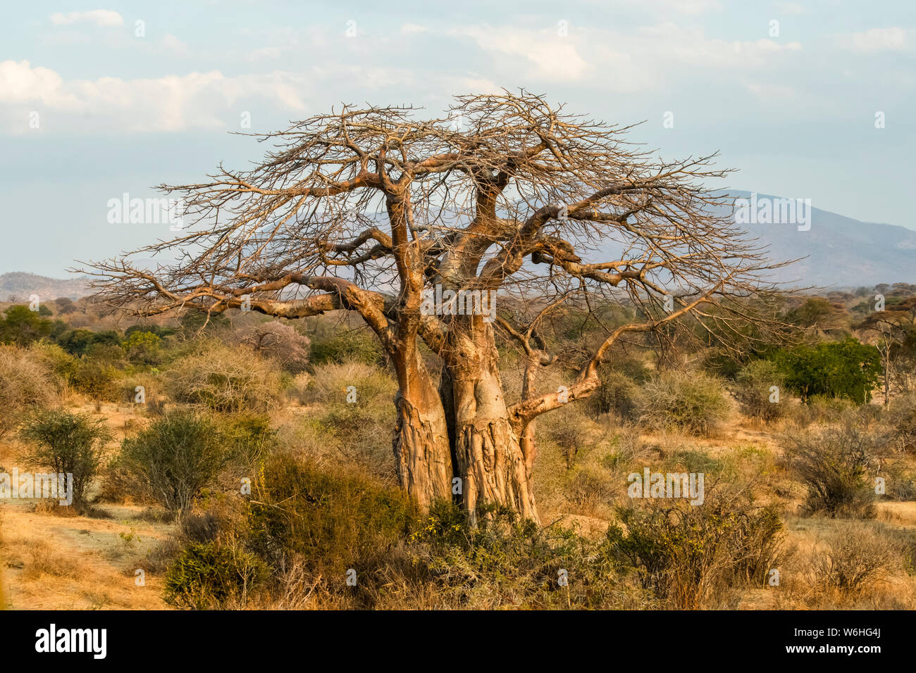 Leafless Baobab tree (Adansonia Digitata) with trunk scarred by Elephants in Ruaha National Park; Tanzania Stock Photo