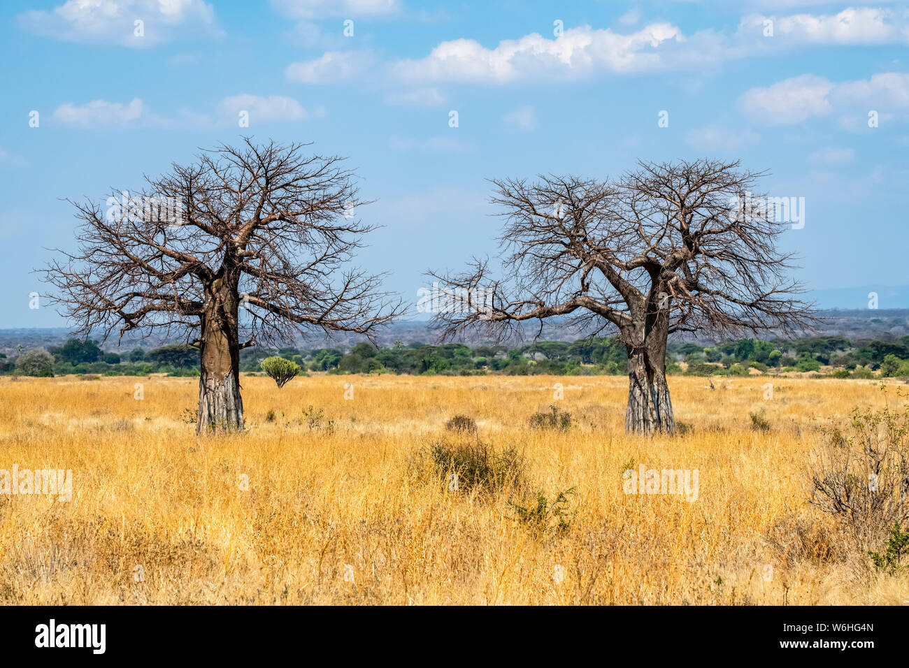 Two leafless Baobab trees (Adansonia digitata) stand in stark contrast