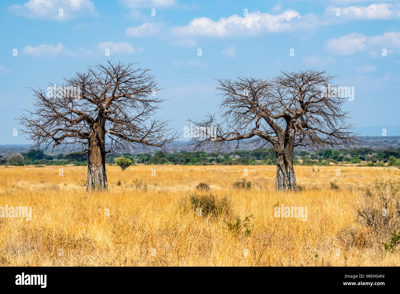 Two leafless Baobab trees (Adansonia digitata) stand in stark contrast to the golden dry grass of Ruaha National Park; Tanzania Stock Photo