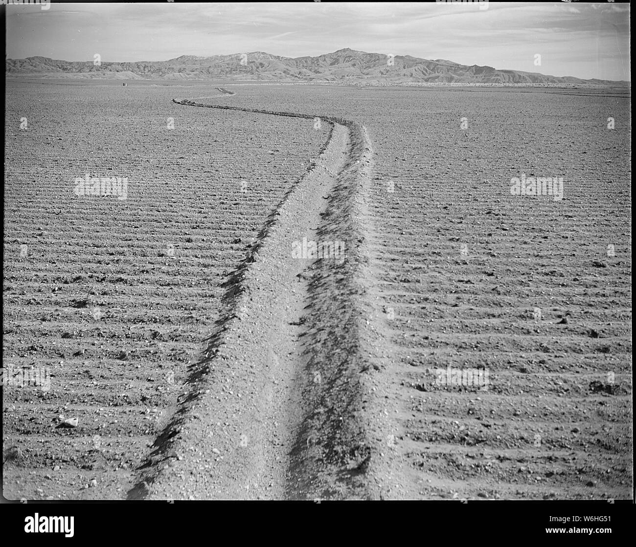 Heart Mountain Relocation Center, Heart Mountain, Wyoming. Land cleared and planted to grain crops. . . .; Scope and content:  The full caption for this photograph reads: Heart Mountain Relocation Center, Heart Mountain, Wyoming. Land cleared and planted to grain crops. This pictrue shows the contoured irrigation system which is practiced by the Heart Mountain Agriculture Section. This method of irrigation prevents soil erosion. Stock Photo