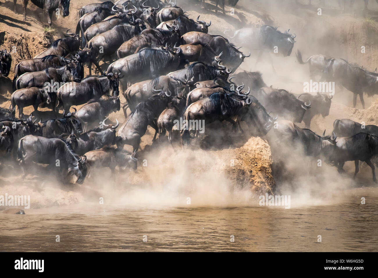 Wildebeest (Connochaetes taurinus) crowd together as they run along the shore of the Mara River looking for a place to cross, Serengeti National Park Stock Photo