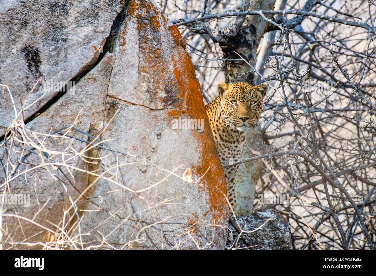 Leopard (Panthera pardus) peers from behind a lichen-covered rock in Ruaha National Park; Tanzania Stock Photo