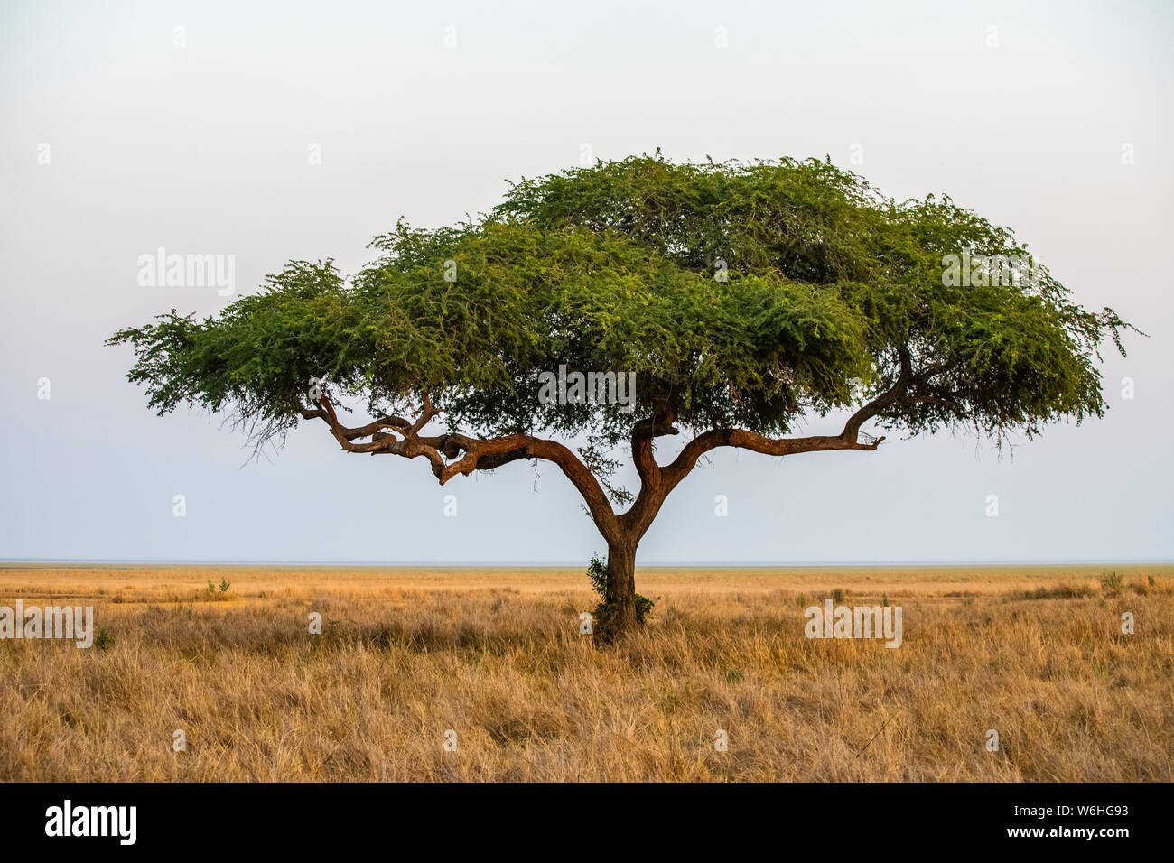 A lone acacia tree on the edge of the Katavi Plain in Katavi National Park; Tanzania Stock Photo