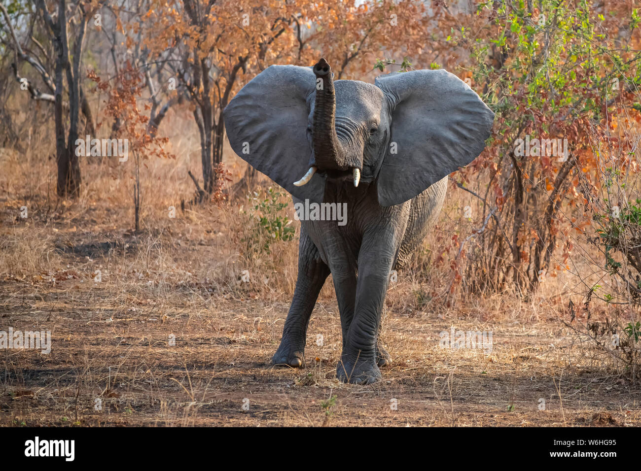 African Elephant (Loxodonta africana) with raised trunk and ears spread wide in Ruaha National Park; Tanzania Stock Photo