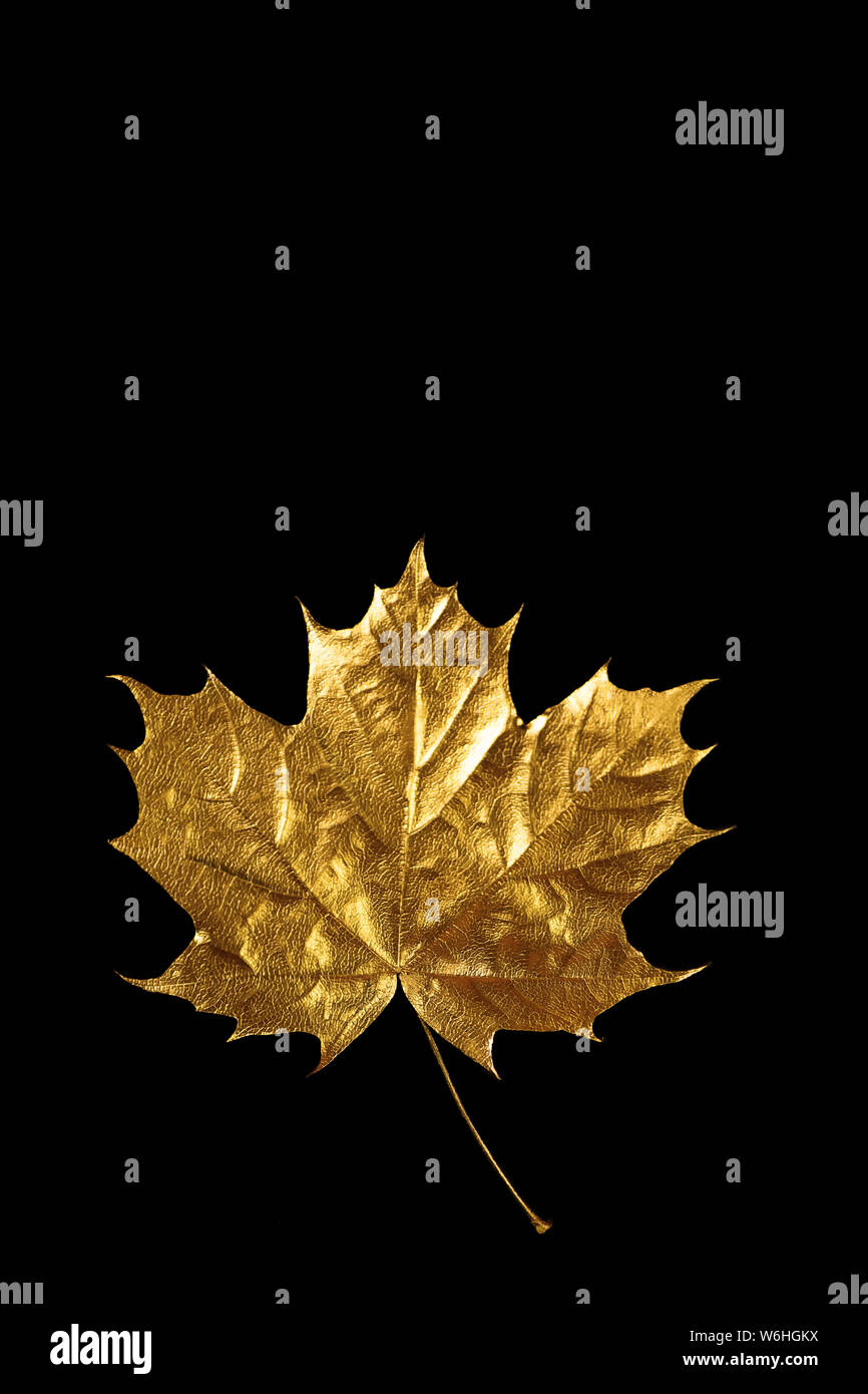 autumn Golden maple leaf on black background Stock Photo - Alamy