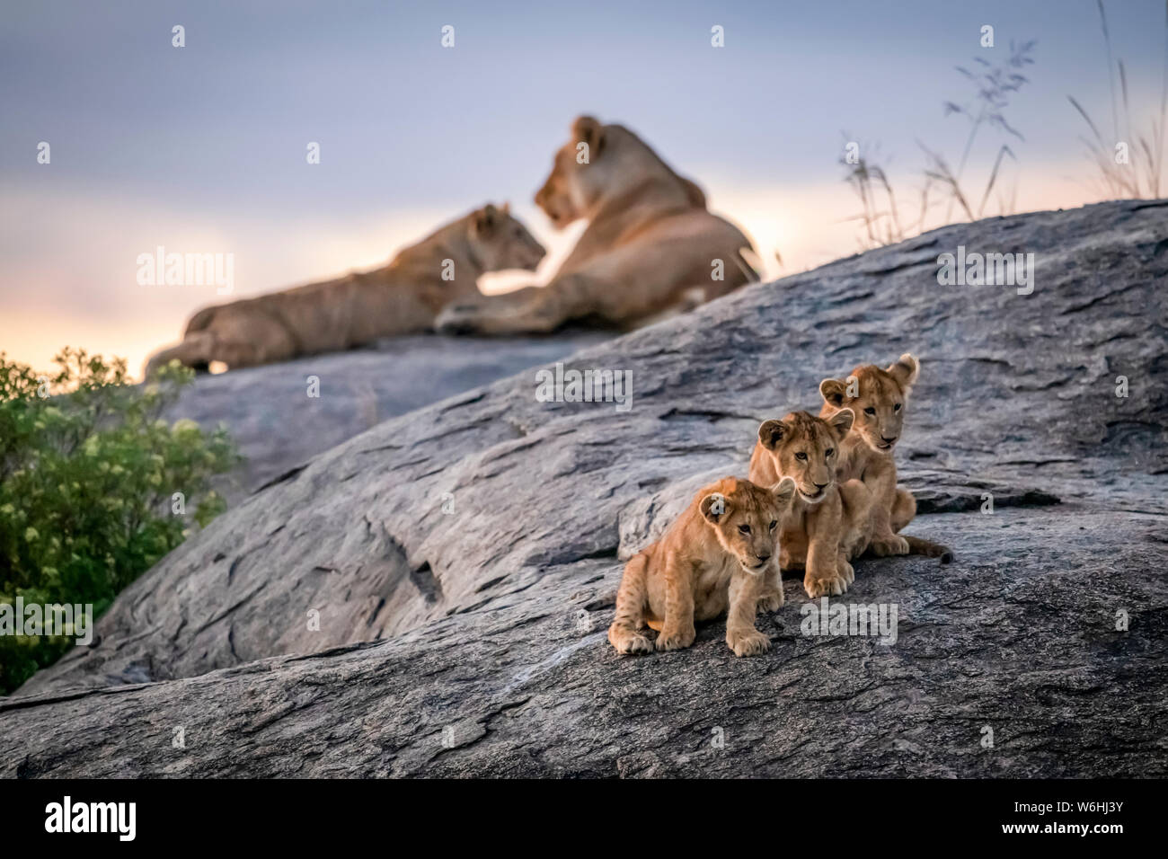 Three lion cubs (Panthera leo) sitting on a rock looking out with two lionesses in the background at dusk, Serengeti; Tanzania Stock Photo