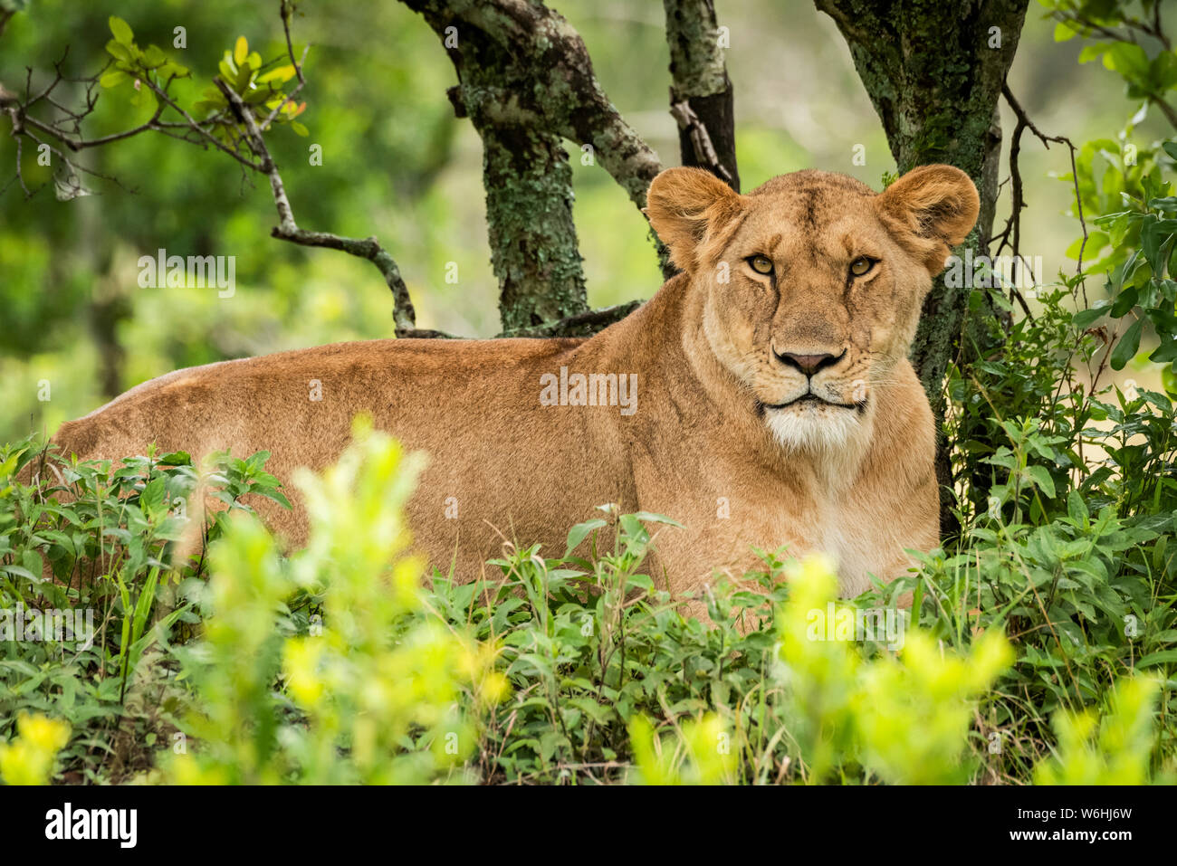 Lioness (Panthera leo) lies eyeing camera in leafy bushes, Serengeti; Tanzania Stock Photo