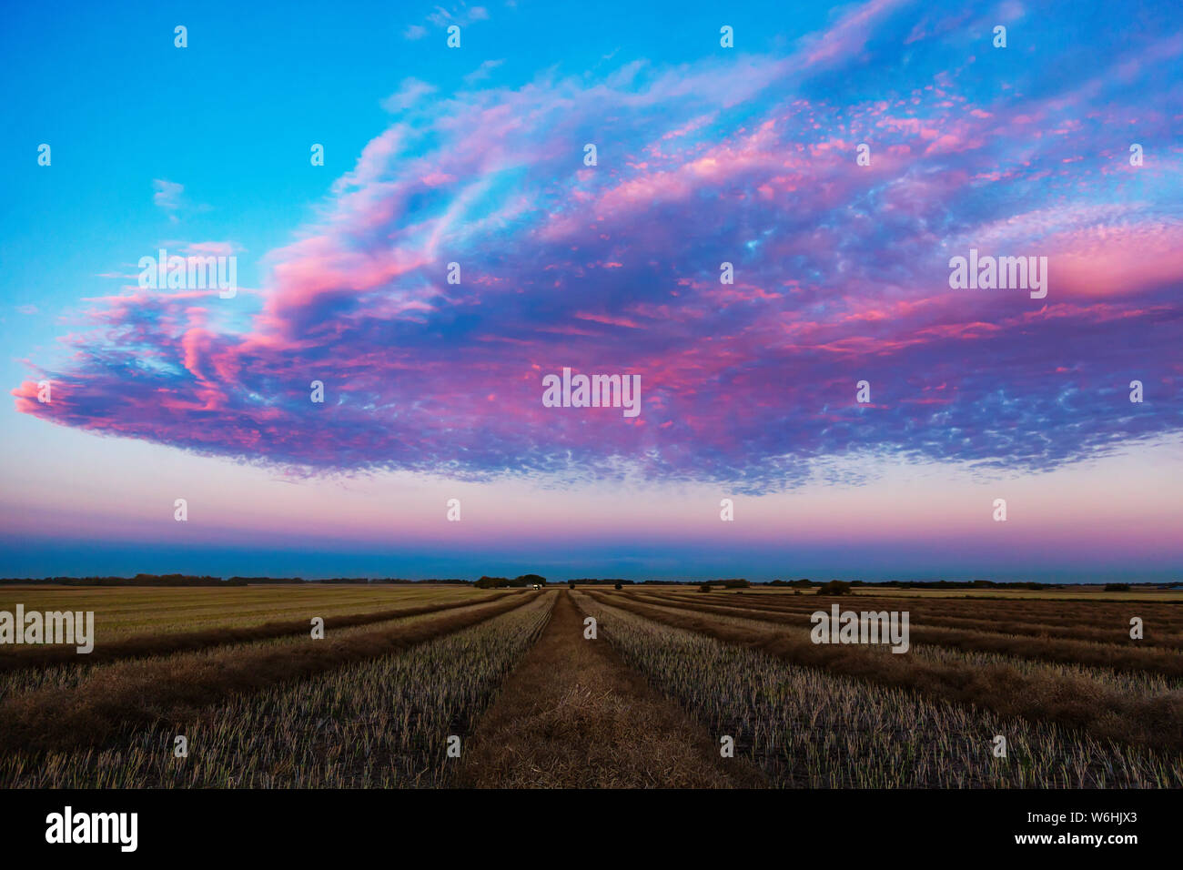 Swathed canola field at sunset with glowing pink clouds; Legal, Alberta, Canada Stock Photo