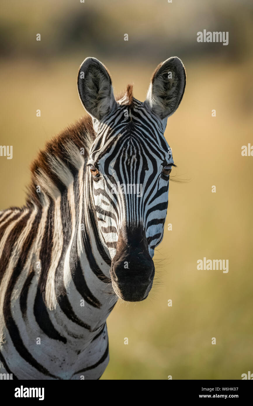 Close-up of plains zebra (Equus quagga) looking at camera, Serengeti; Tanzania Stock Photo