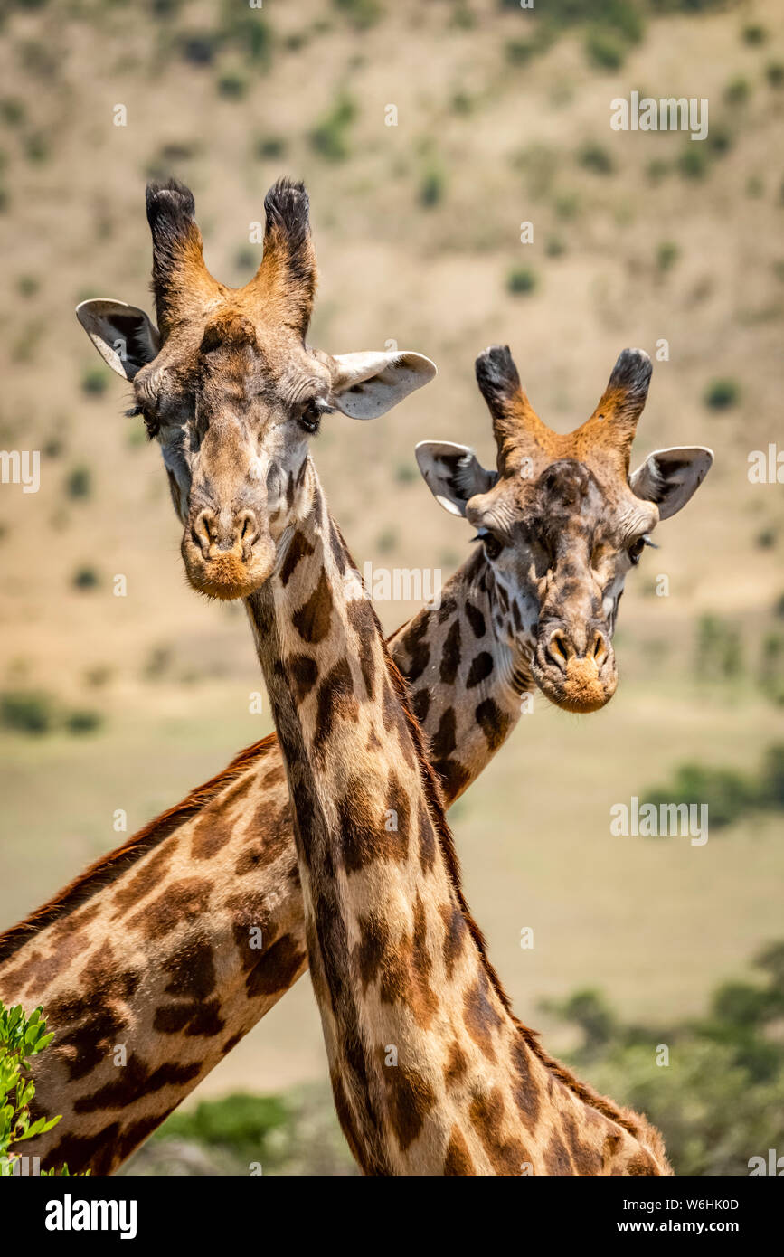 Close-up of two Masai giraffe (Giraffa camelopardalis tippelskirchii) crossing necks, Serengeti; Tanzania Stock Photo
