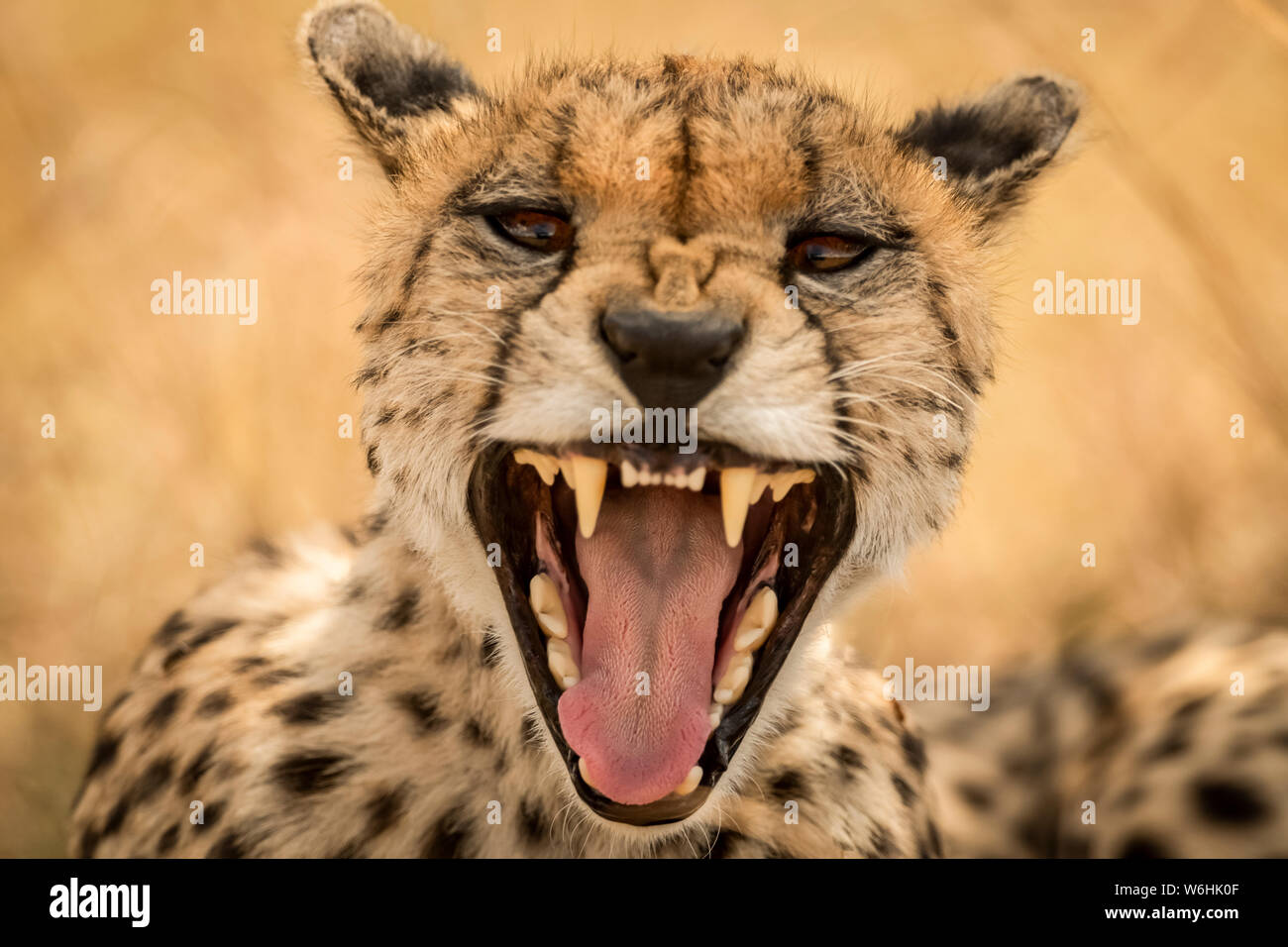 Close-up of female cheetah (Acinonyx jubatus) yawning at camera, Serengeti; Tanzania Stock Photo