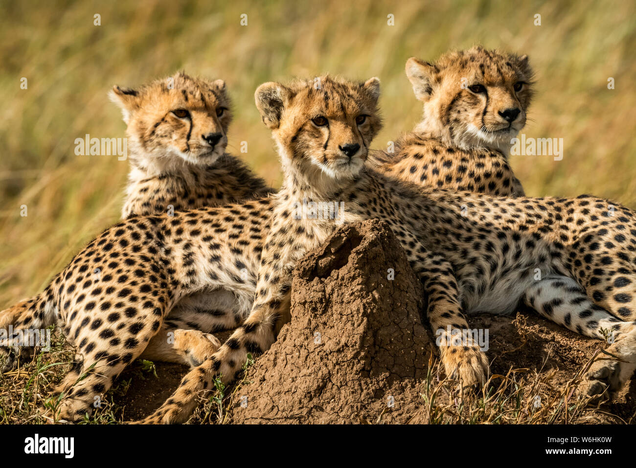 Close-up of three cheetah cubs (Acinonyx jubatus) lying together, Serengeti; Tanzania Stock Photo