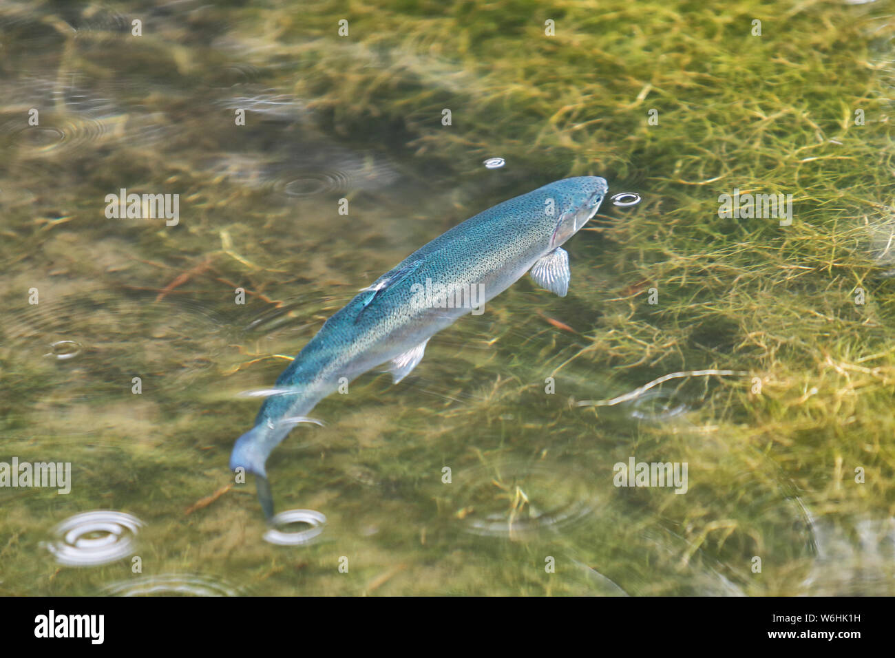 Blue Trout, (Oncorhynchus mykiss) the Blue trout is a rare but naturally  occurring mutation in Rainbow trout Stock Photo - Alamy